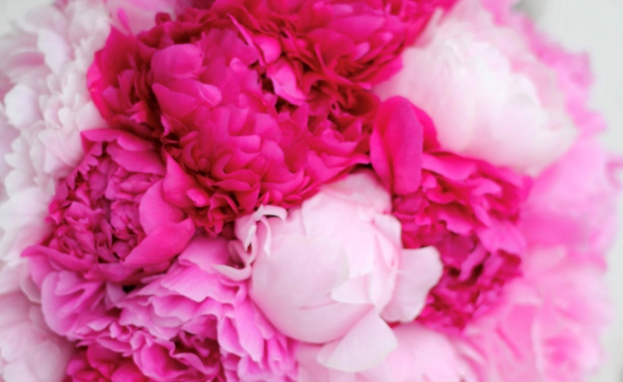 pink flowers
